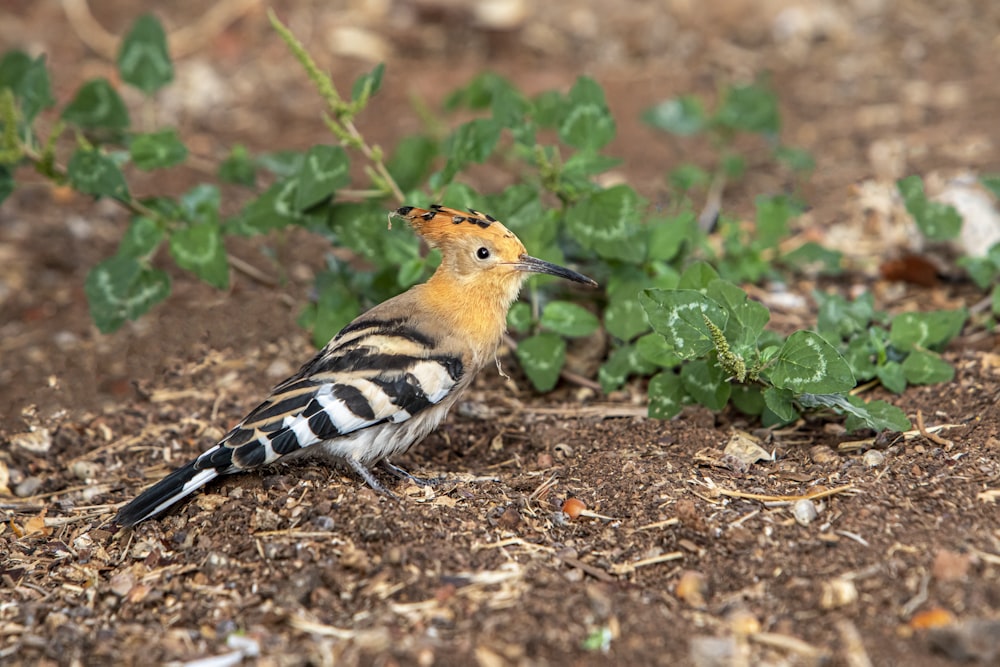 a small bird is standing on the ground