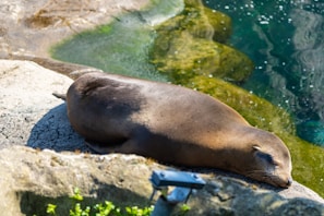 A seal is resting on a textured rock surface beside a body of water. The water is clear with various shades of blue and green, and some bubbles are visible on the surface. The seal appears to be basking in the sunlight.