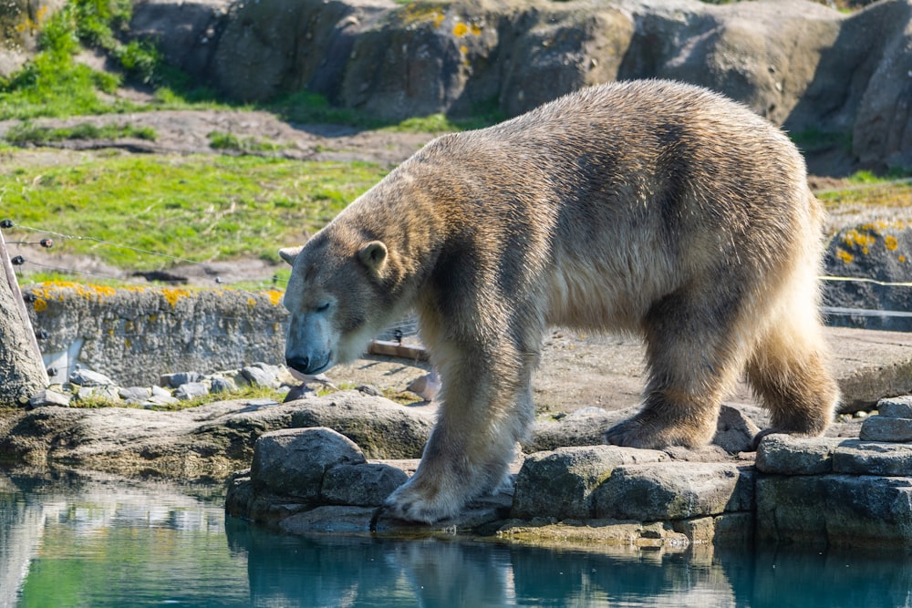 a large brown bear standing on top of a rock next to a body of water