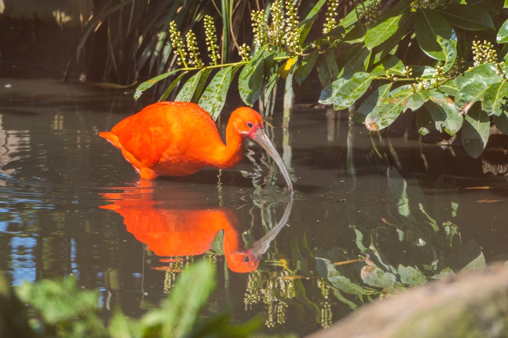 a bright orange bird is wading in the water
