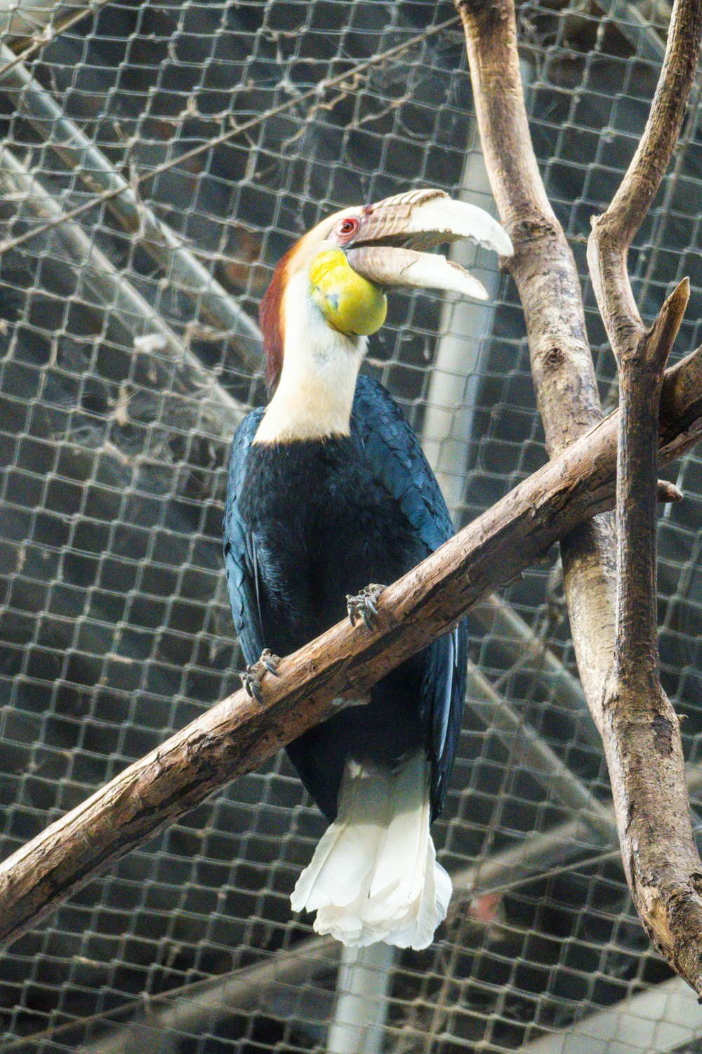 a colorful bird perched on a tree branch