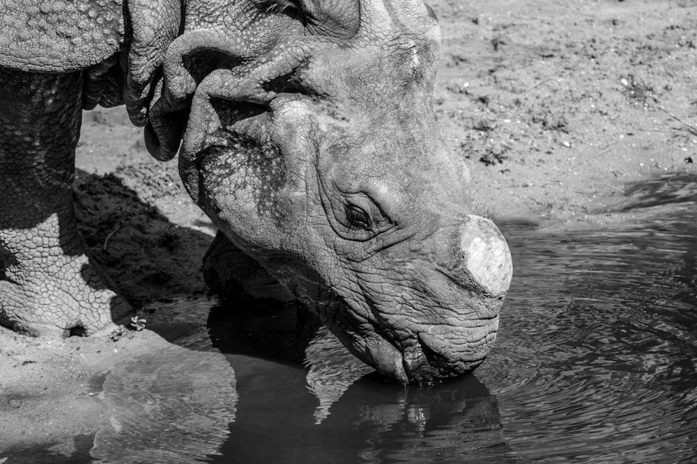 a black and white photo of a rhino drinking water