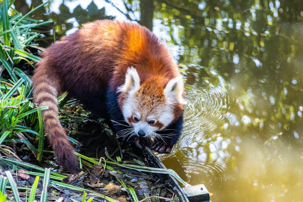 a red panda drinking water from a pond