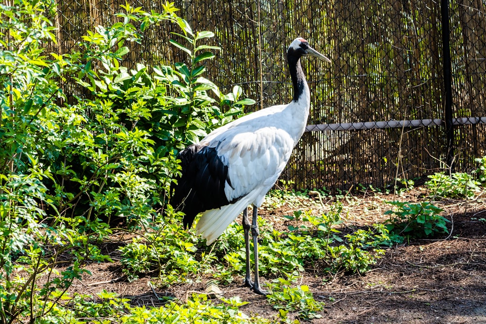 a large white and black bird standing in the grass