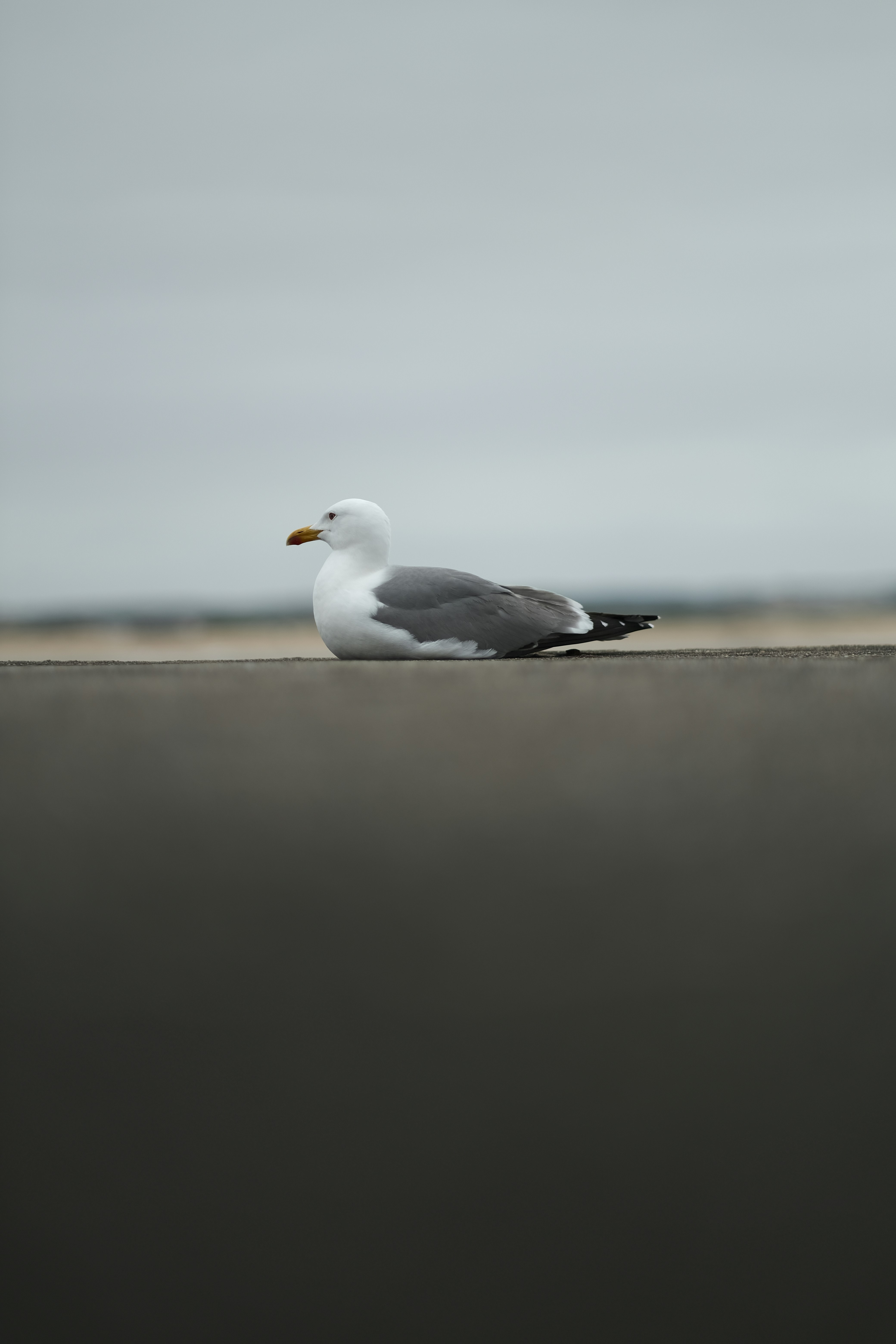 Photo by samueljeronimo