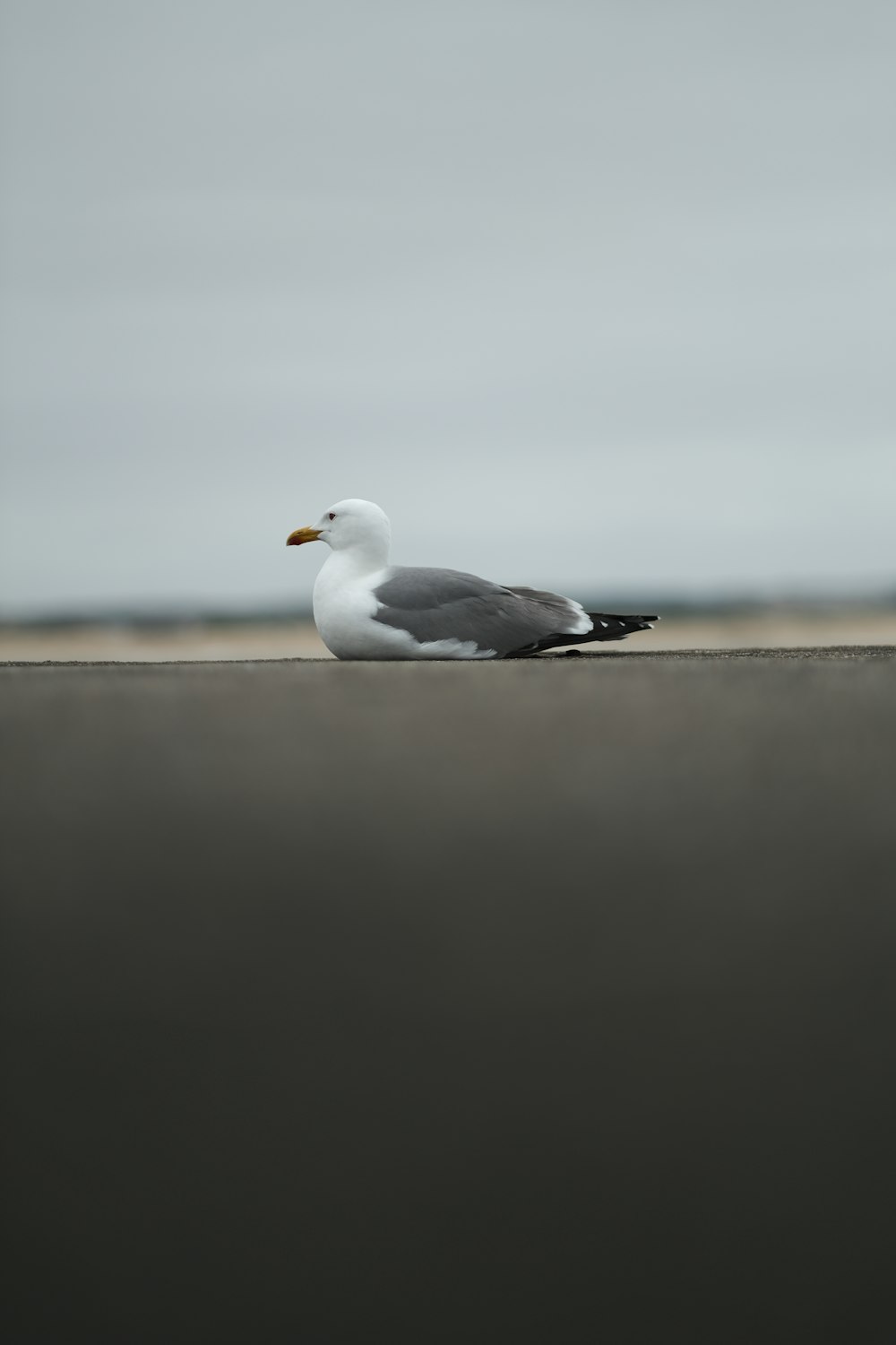a seagull is sitting on the edge of a wall