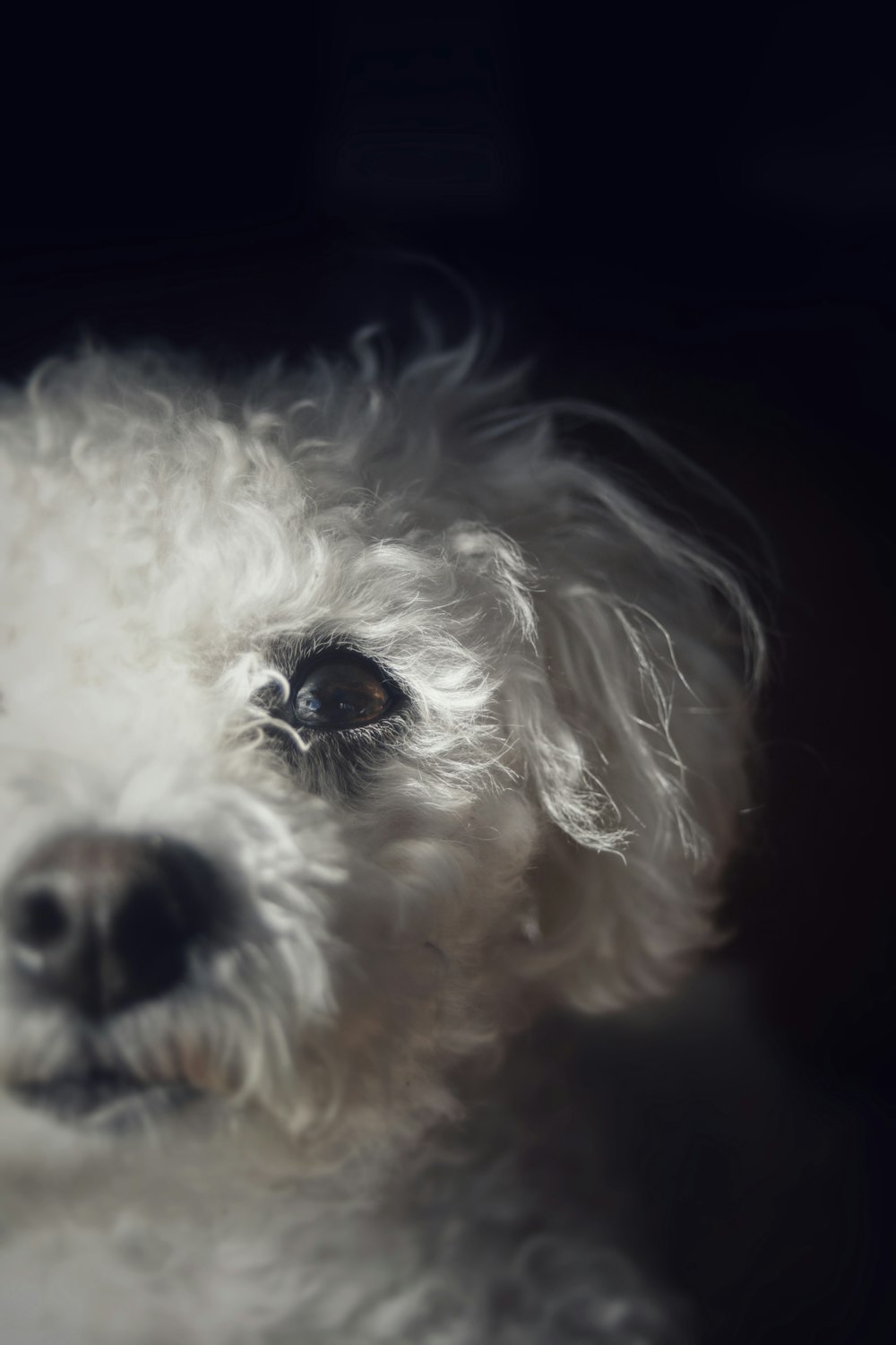 a close up of a white dog with a black background