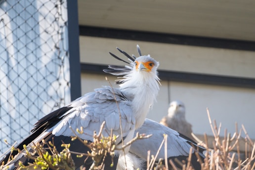 A large bird with distinctive plumage and long, black quill-like feathers extends from its head. It is perched on a branch, with another bird visible in the background. The scene includes a wire fence and a wooden structure as part of the surroundings.