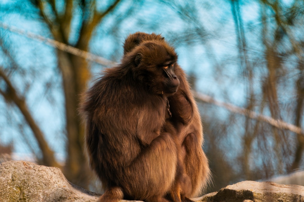 a monkey sitting on top of a large rock