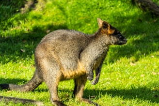 A wallaby stands on a grassy area, with its head turned to the side. The sunlight highlights its fur, accentuating the rich brown and gray tones. Shadows and patches of sunlight create a textured environment.