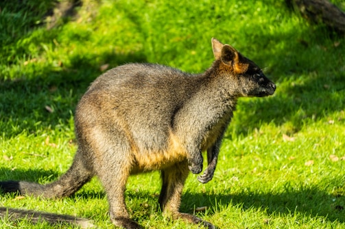 A wallaby stands on a grassy area, with its head turned to the side. The sunlight highlights its fur, accentuating the rich brown and gray tones. Shadows and patches of sunlight create a textured environment.
