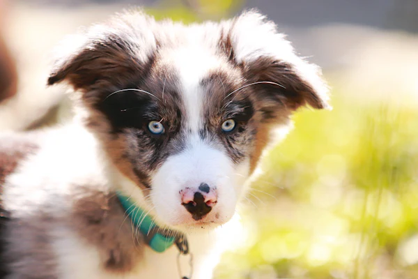 A blue merle puppy with a green collar
