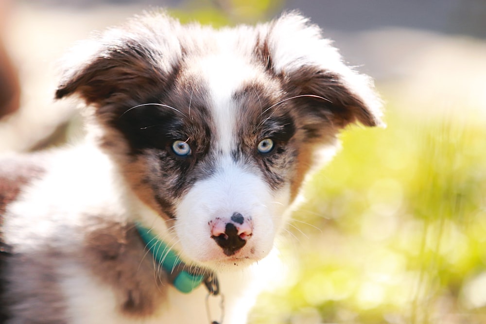 a brown and white dog with a green collar