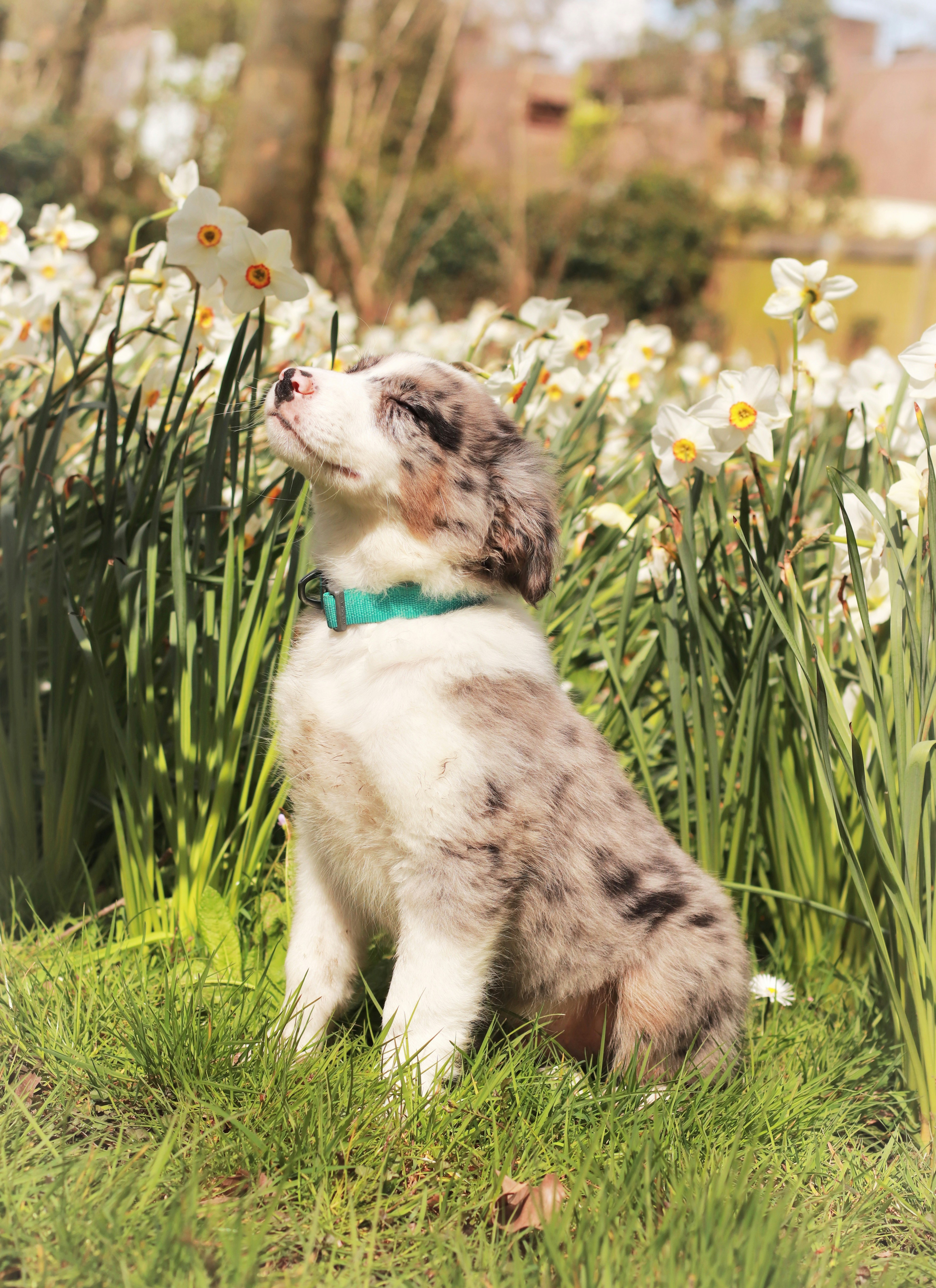 산뜻한 풀밭 위를 달리는 하얀 반려견, 에너지 넘치는 봄 산책의 즐거운 순간