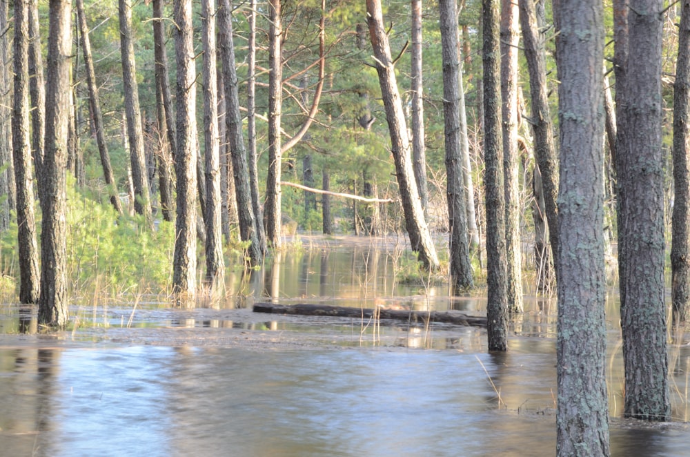 a group of trees that are in the water