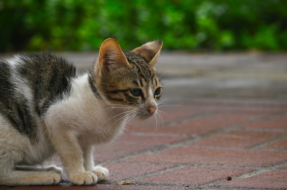 a cat is standing on a brick walkway