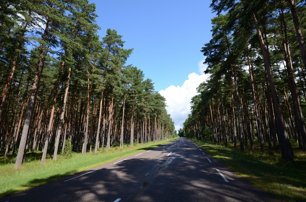 a road with a line of trees on both sides of it