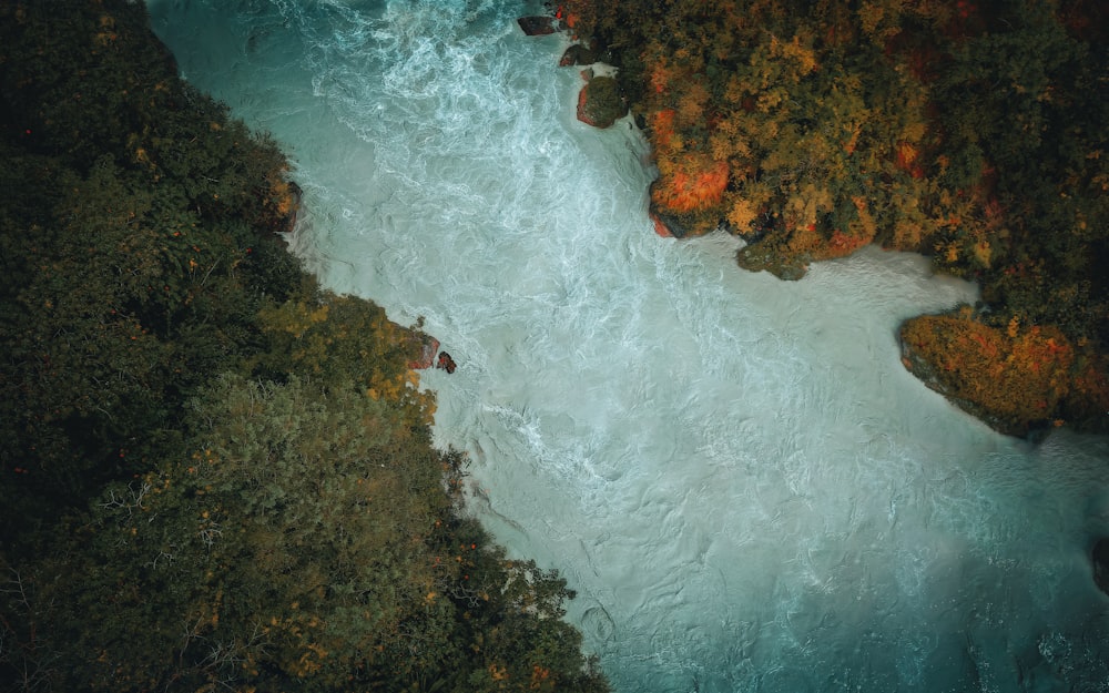 a river flowing through a lush green forest