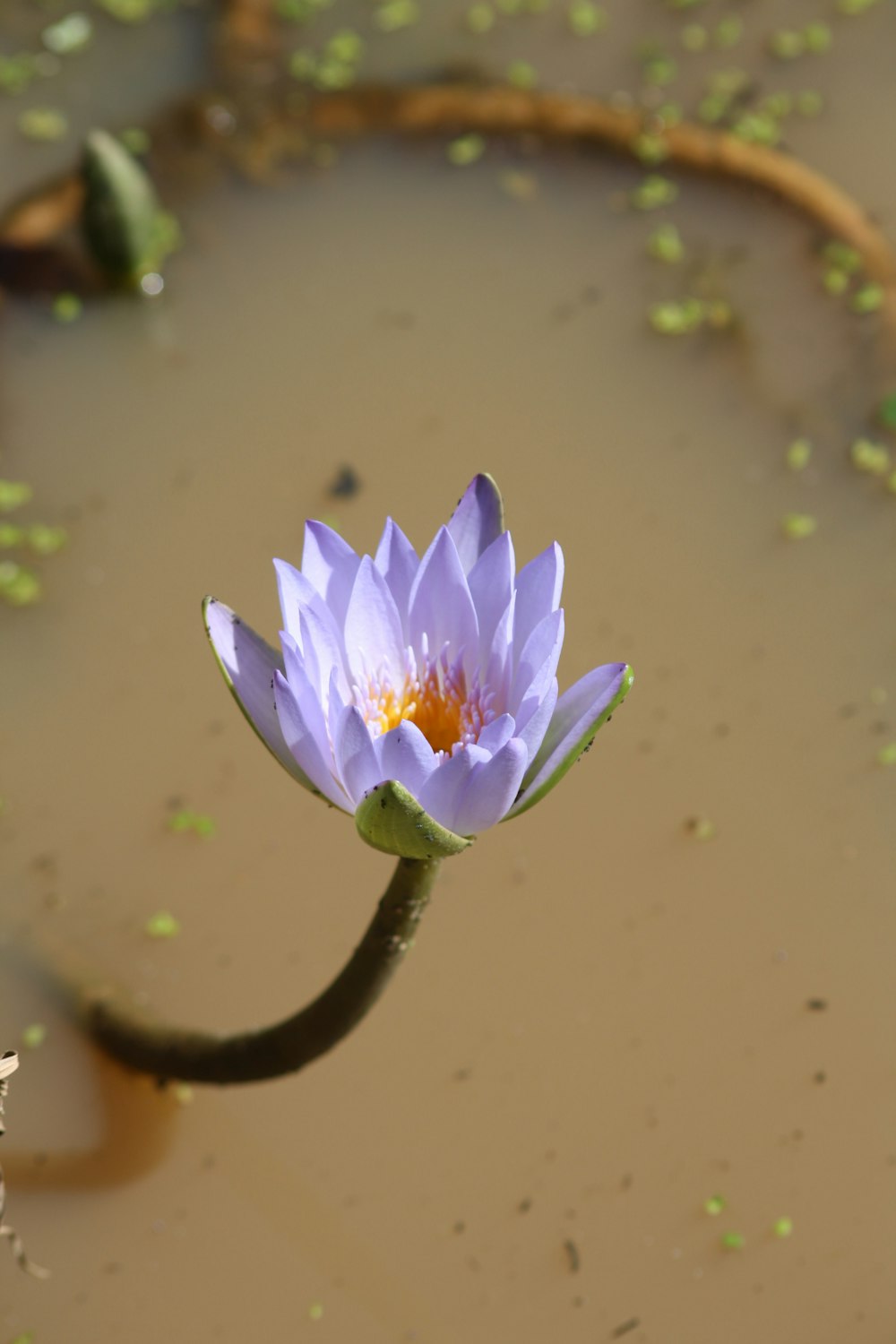 a purple water lily floating in a pond