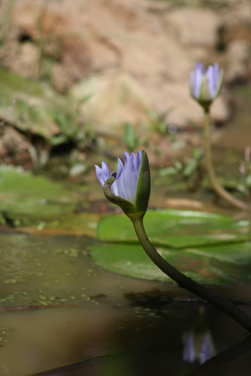 a couple of purple flowers sitting on top of a lush green field