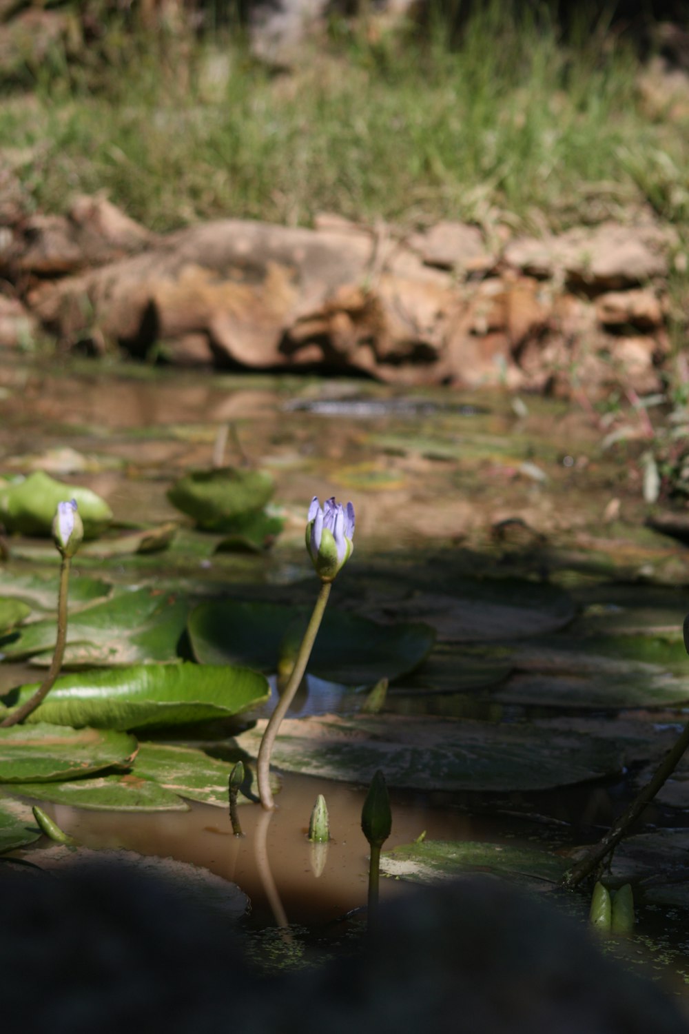 a small white flower sitting on top of a lush green field