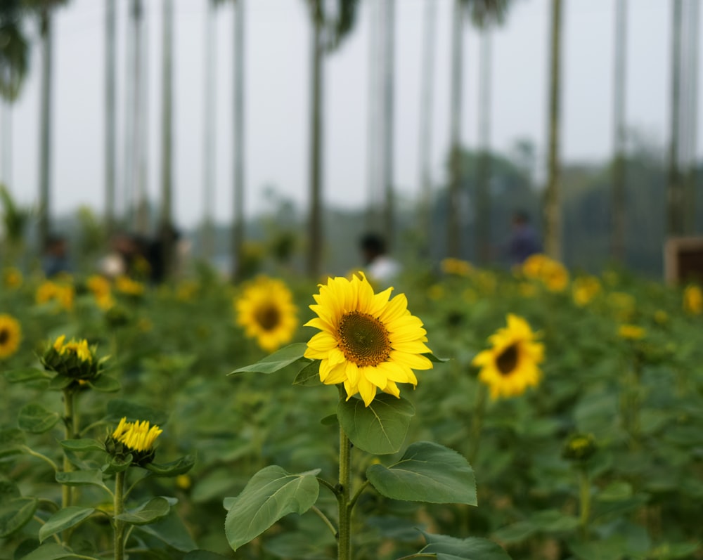 a large field of sunflowers with people in the background