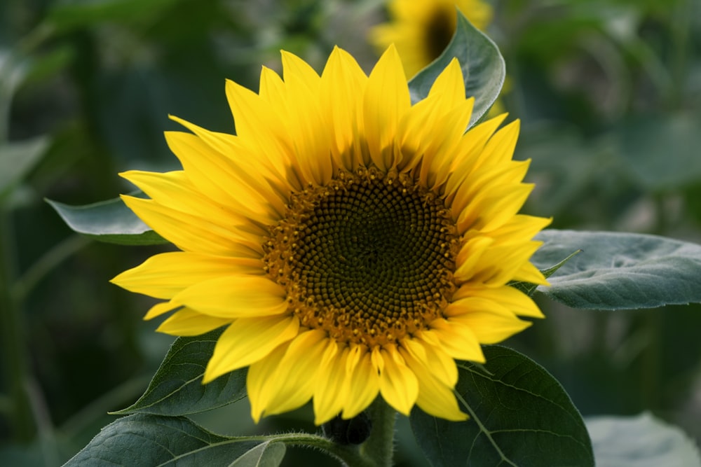 um grande girassol amarelo no meio de um campo