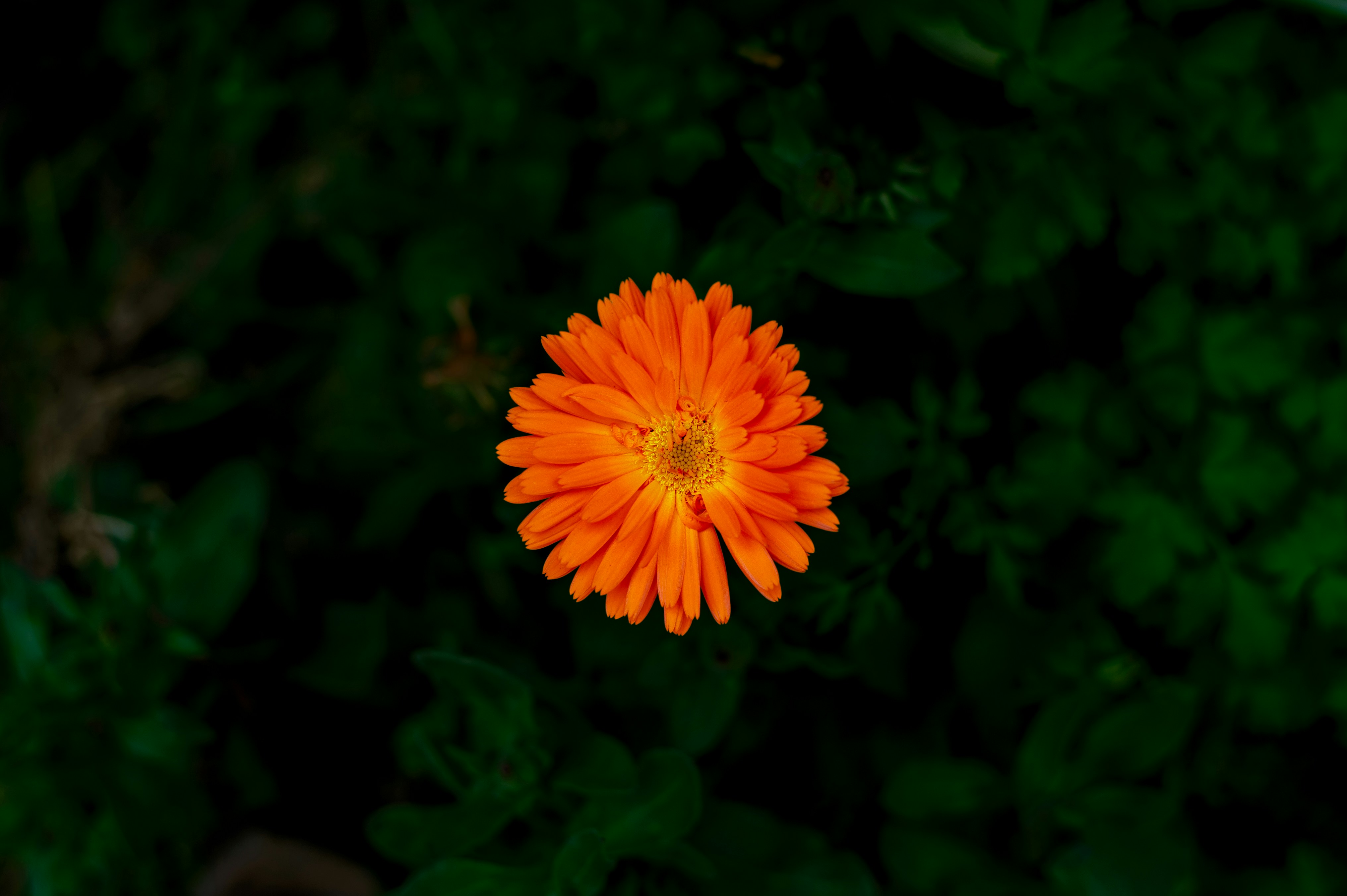 Photo by 12100_photography