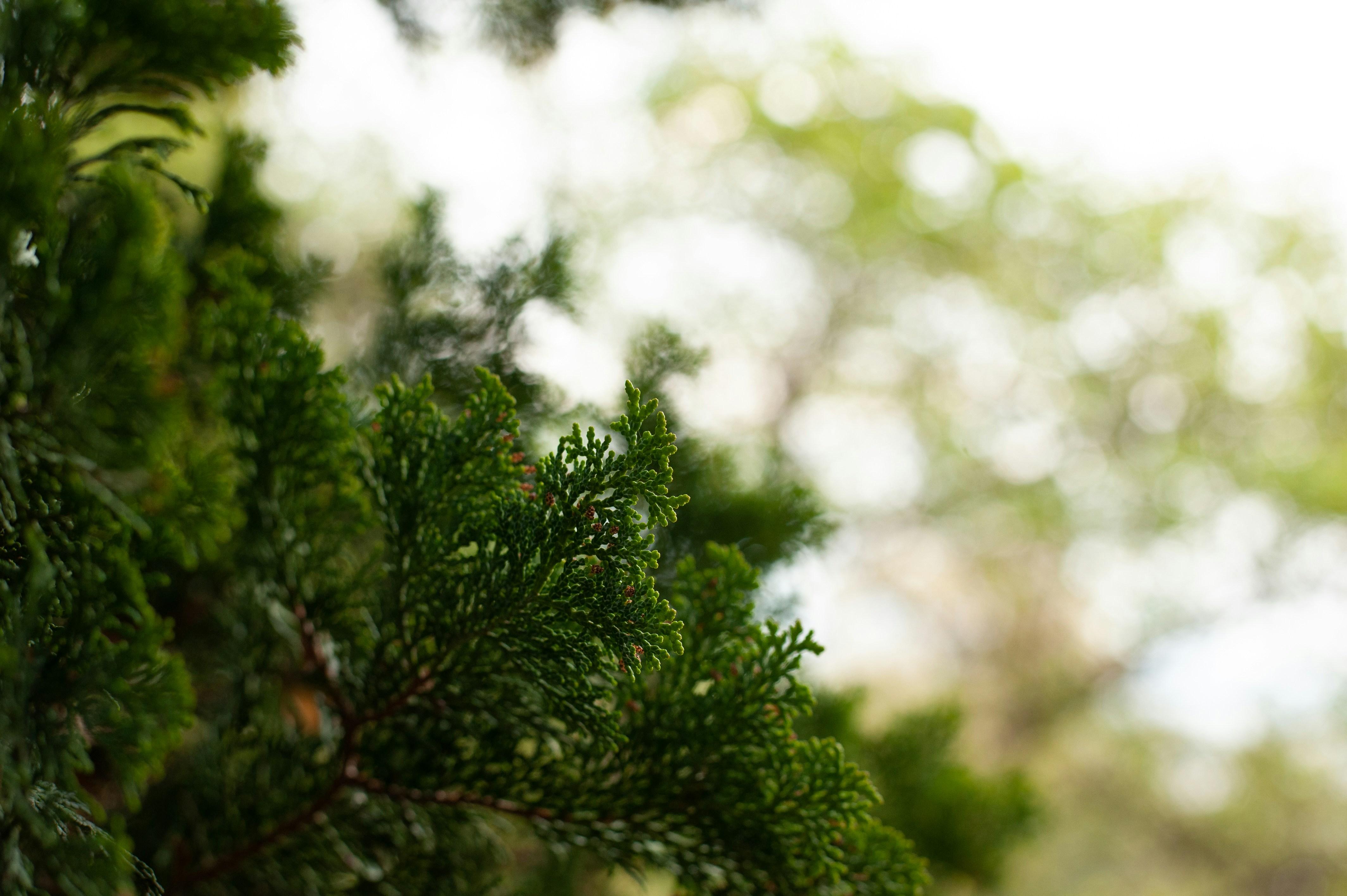 Photo by 12100_photography