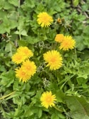 Bright yellow dandelion flowers surrounded by lush green leaves and grass. The flowers are in full bloom with distinct, spiky petals, and some buds are visible in various stages of opening.