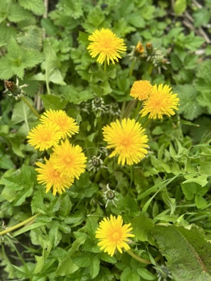 Bright yellow dandelion flowers surrounded by lush green leaves and grass. The flowers are in full bloom with distinct, spiky petals, and some buds are visible in various stages of opening.