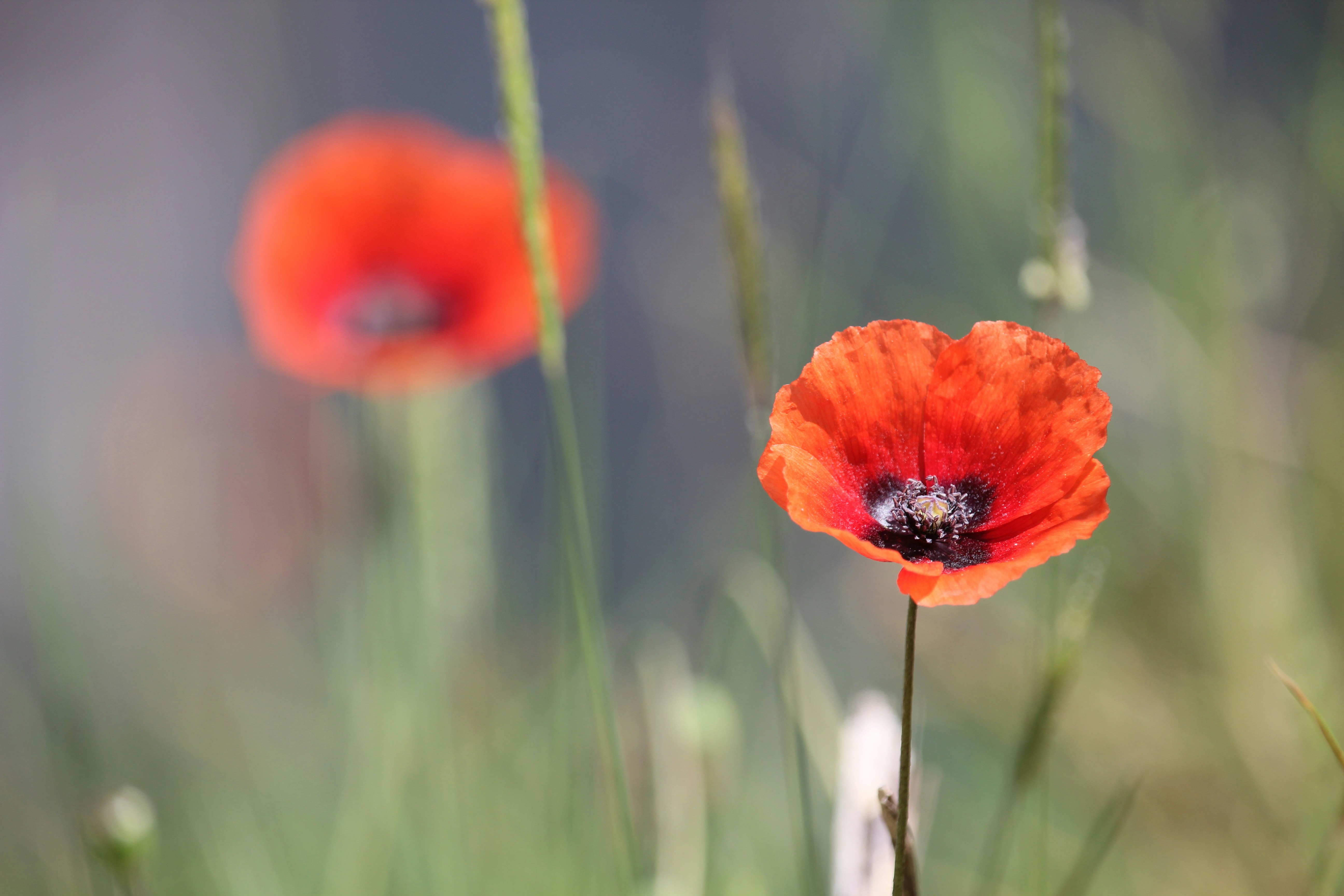 a close up of a red flower with a blurry background