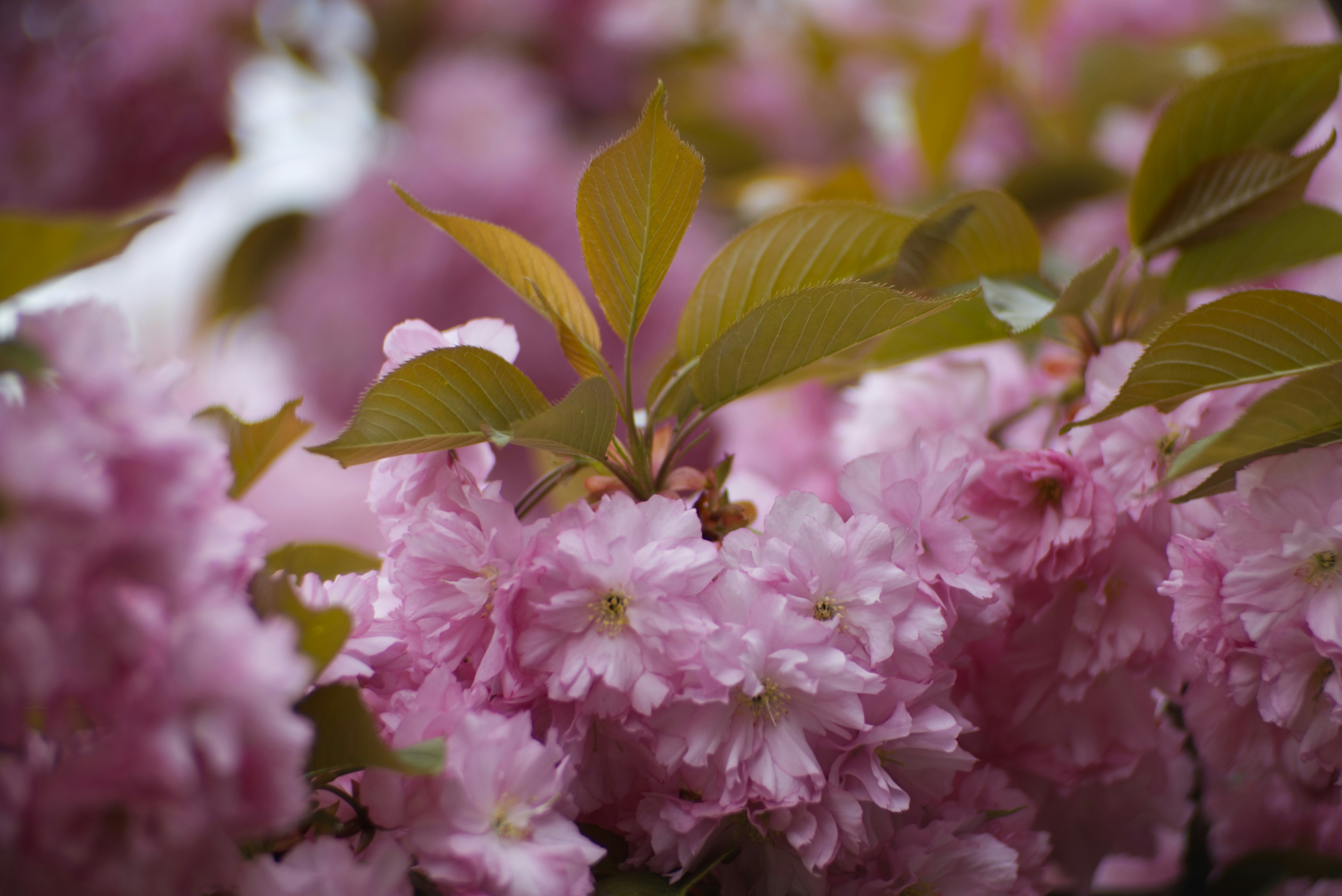 um ramo de flores cor-de-rosa com folhas verdes
