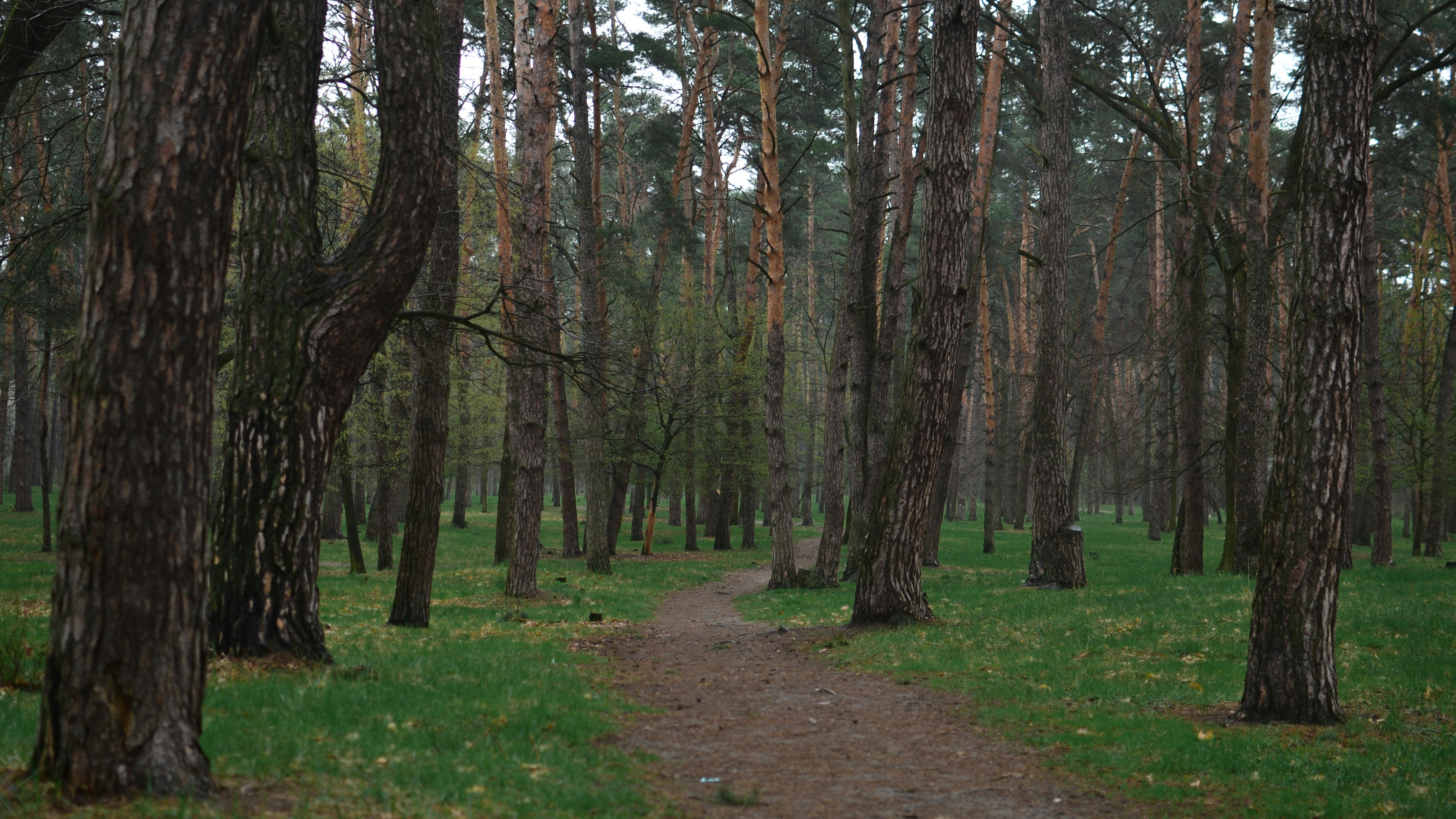 Cedonia Park