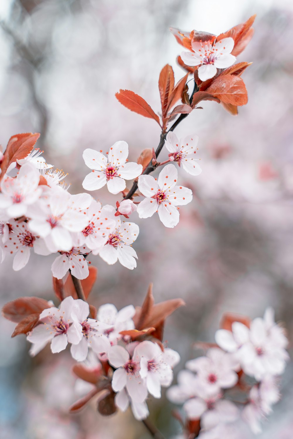 a close up of a tree with white and red flowers