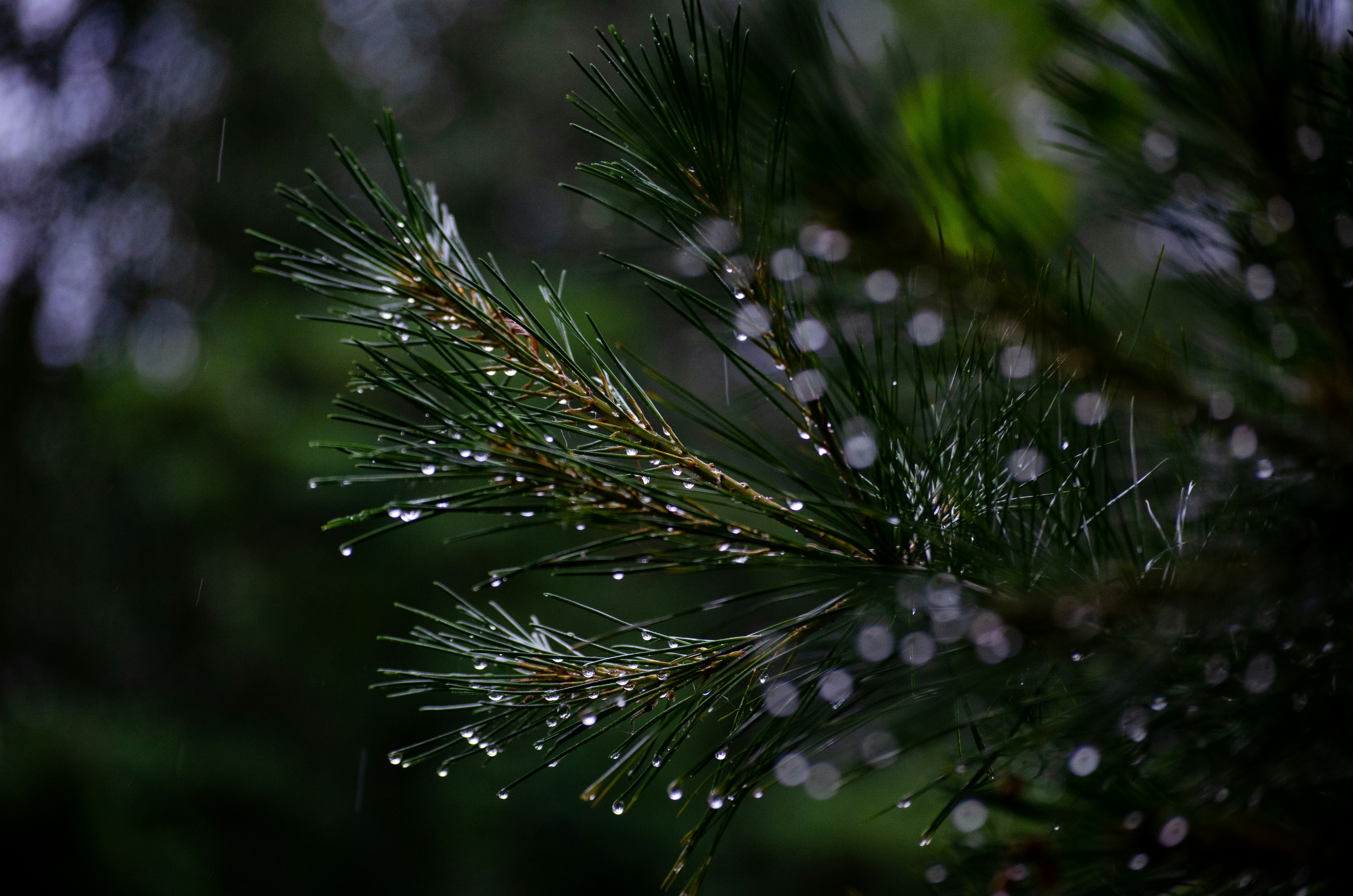 Photo by grbchh