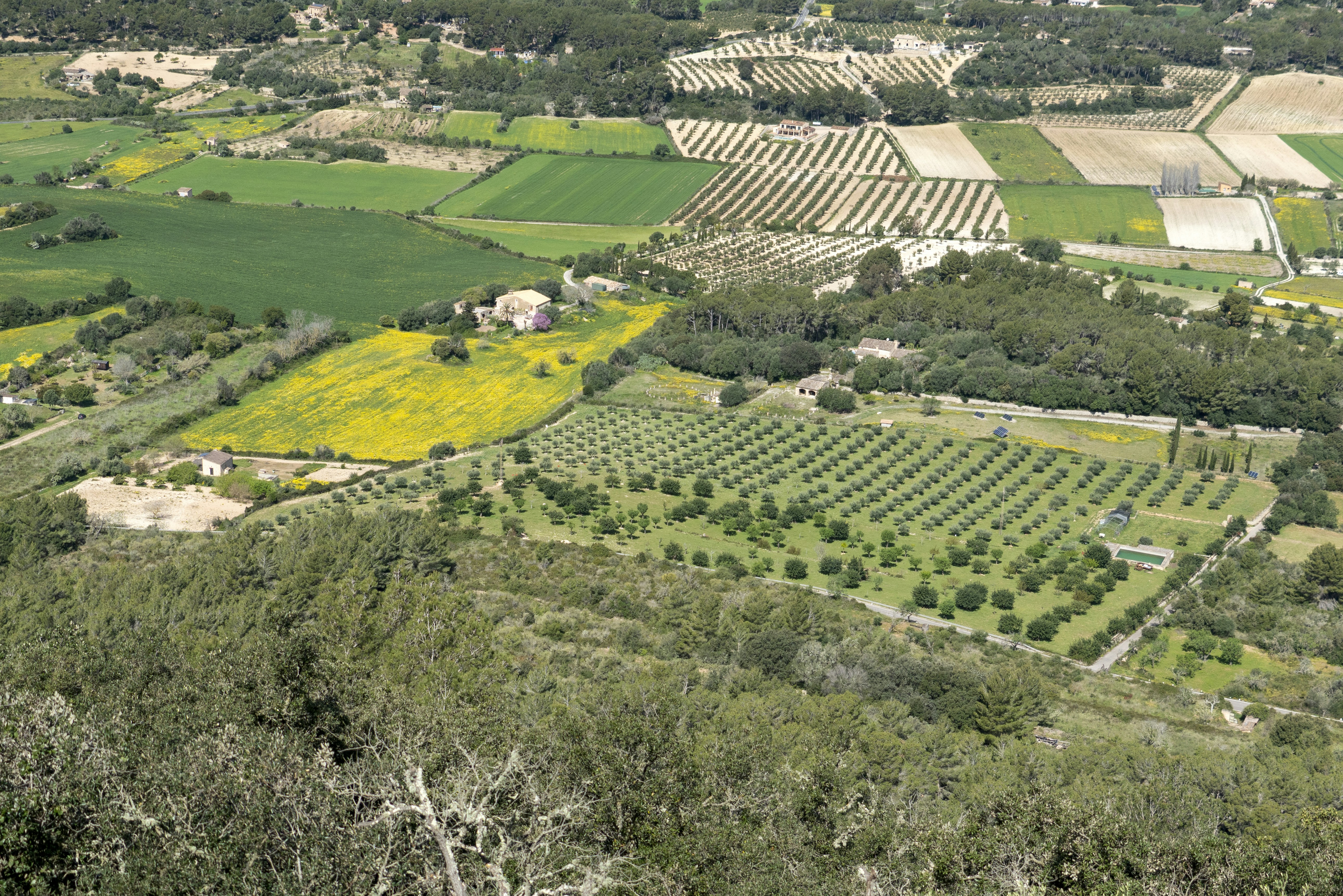 Vineyard landscape in Barossa Valley