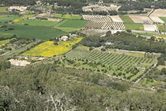 Wide shot of a rural farm landscape with rows of permanent crops and natural vegetation.