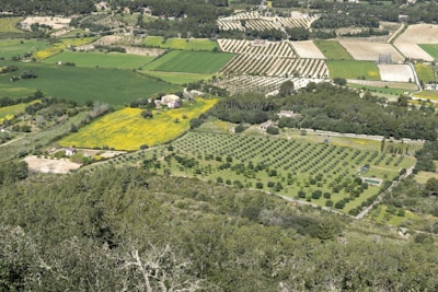 Wide shot of a rural farm landscape with rows of permanent crops and natural vegetation.