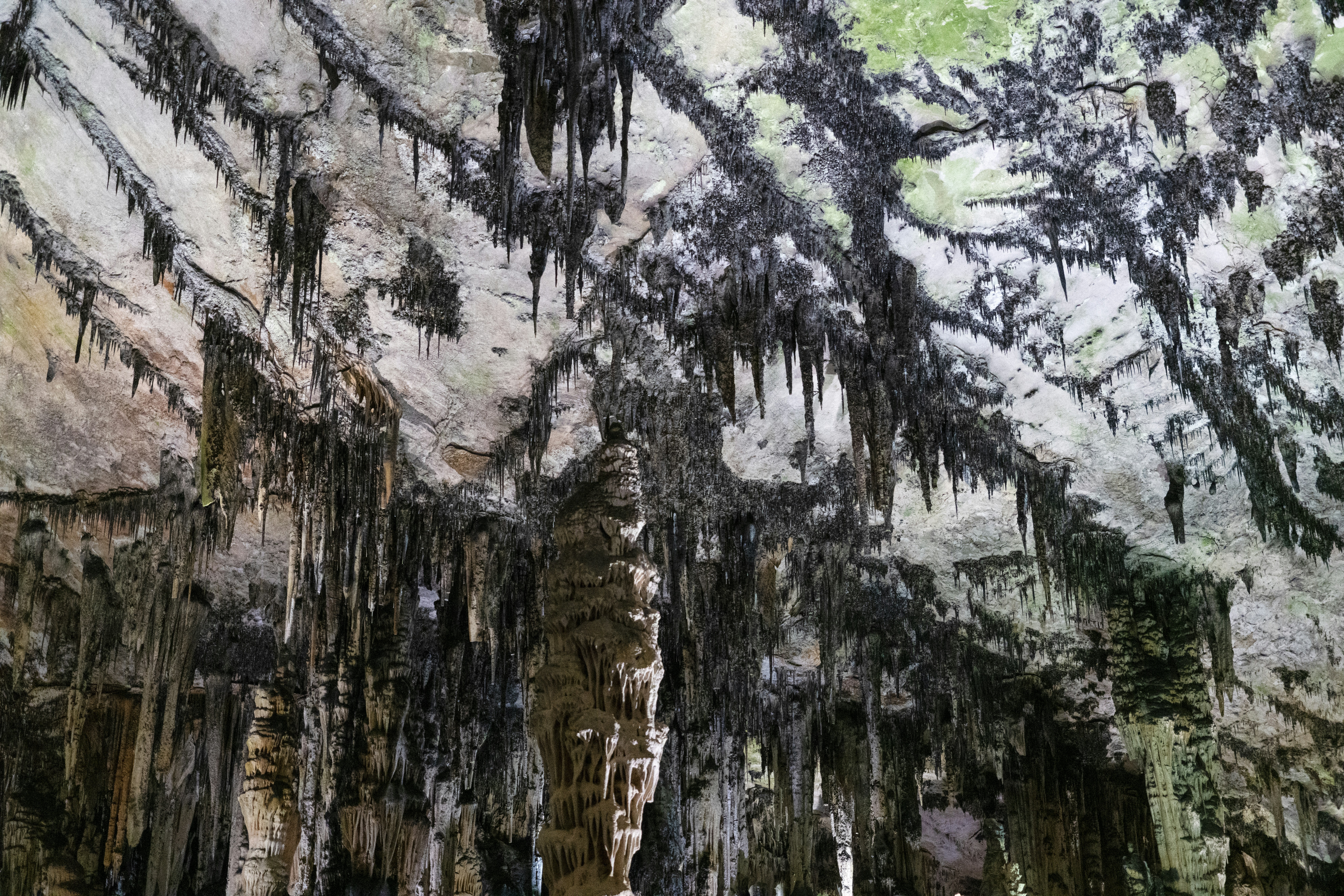 Reproduction Strategies in Confined Spaces (image credits: unsplash)