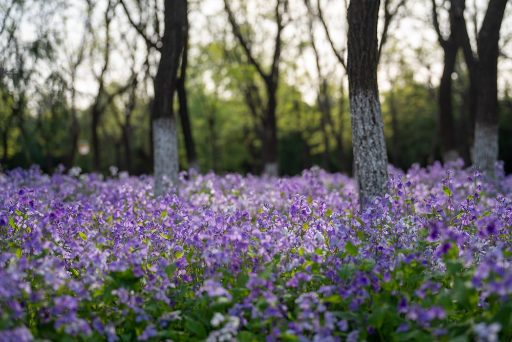 a field of purple flowers with trees in the background