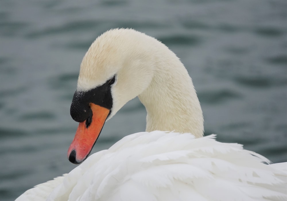 a close up of a white swan on a body of water