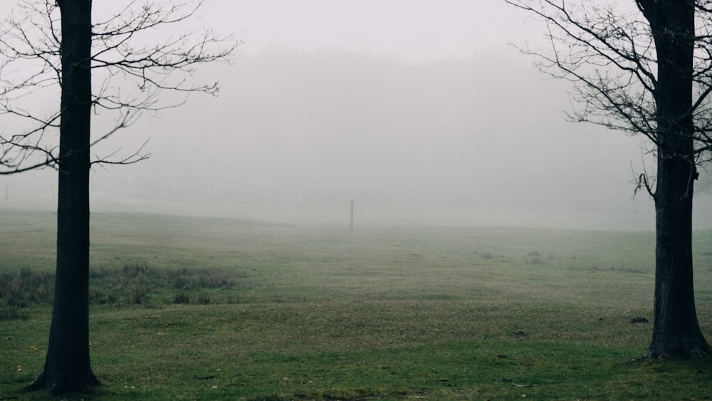 a foggy field with trees in the foreground