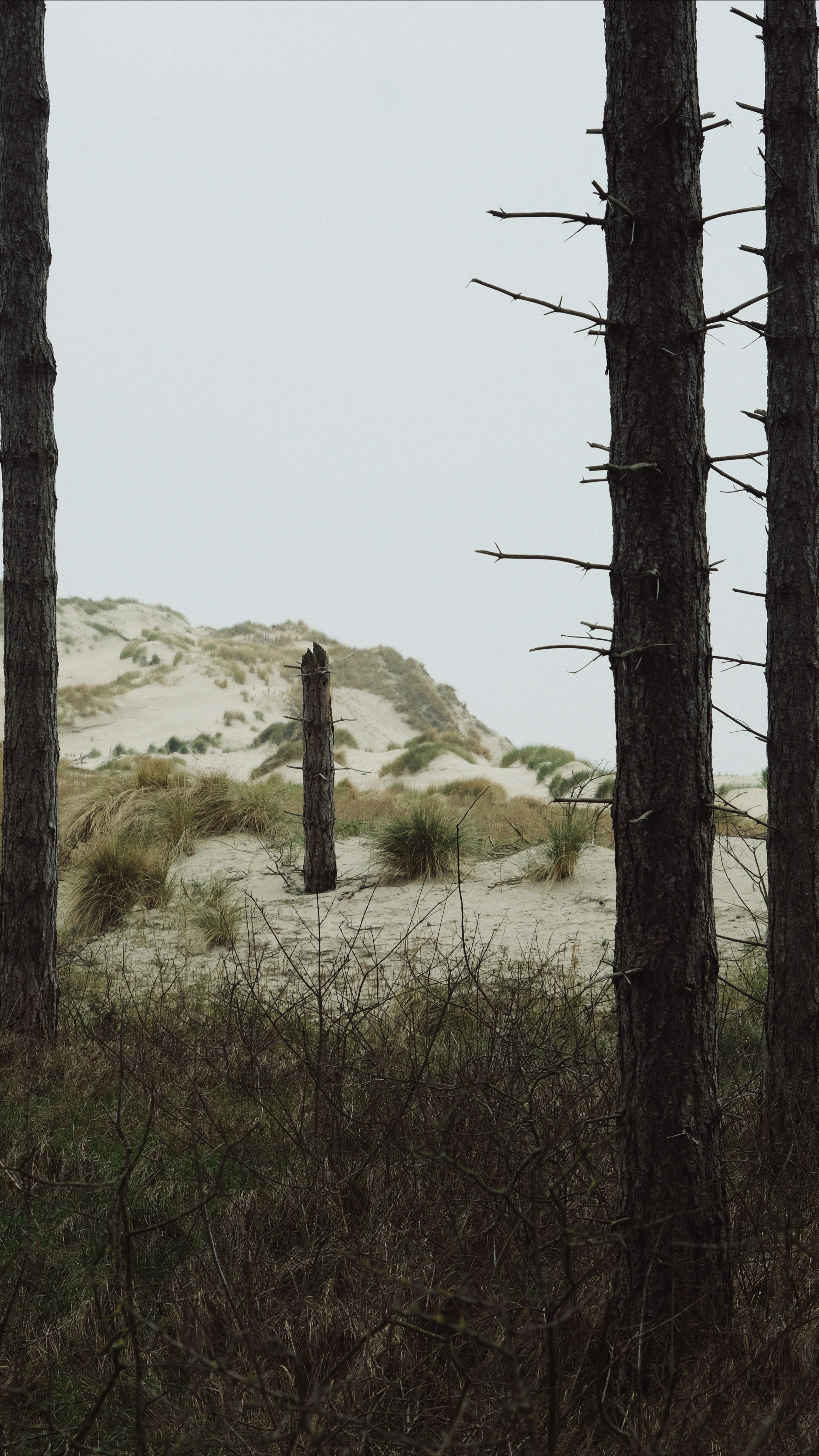 a couple of trees that are in the grass