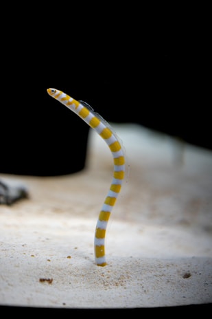 A slender, elongated marine creature with alternating yellow and white stripes is partially burrowed in sand. The background is dark, emphasizing the vibrant colors of the creature.