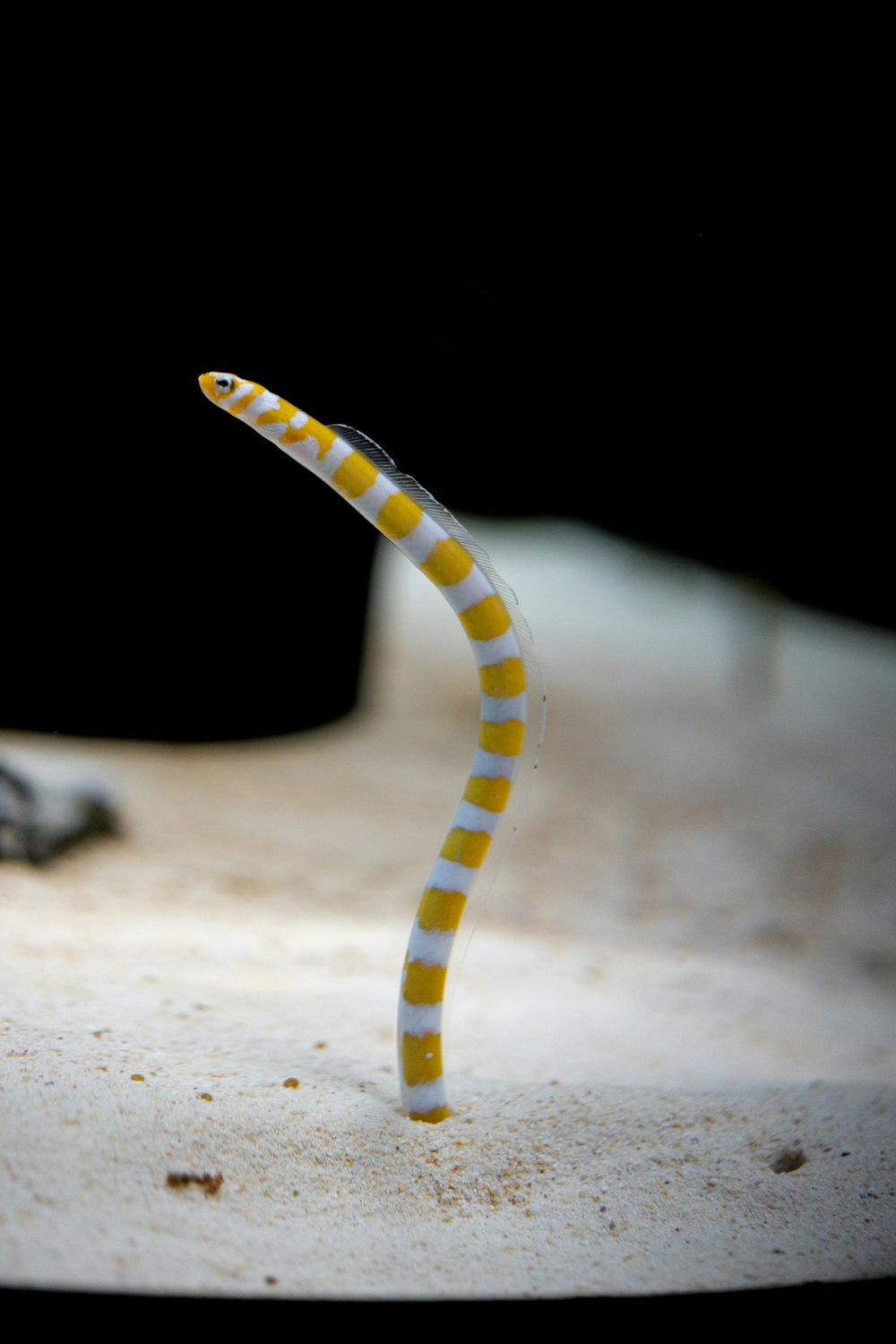 a close up of a small yellow and white object