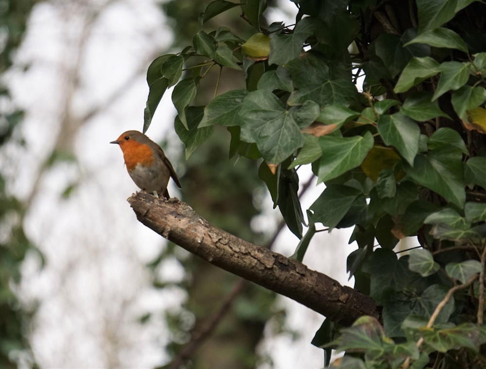 a small bird perched on a branch of a tree