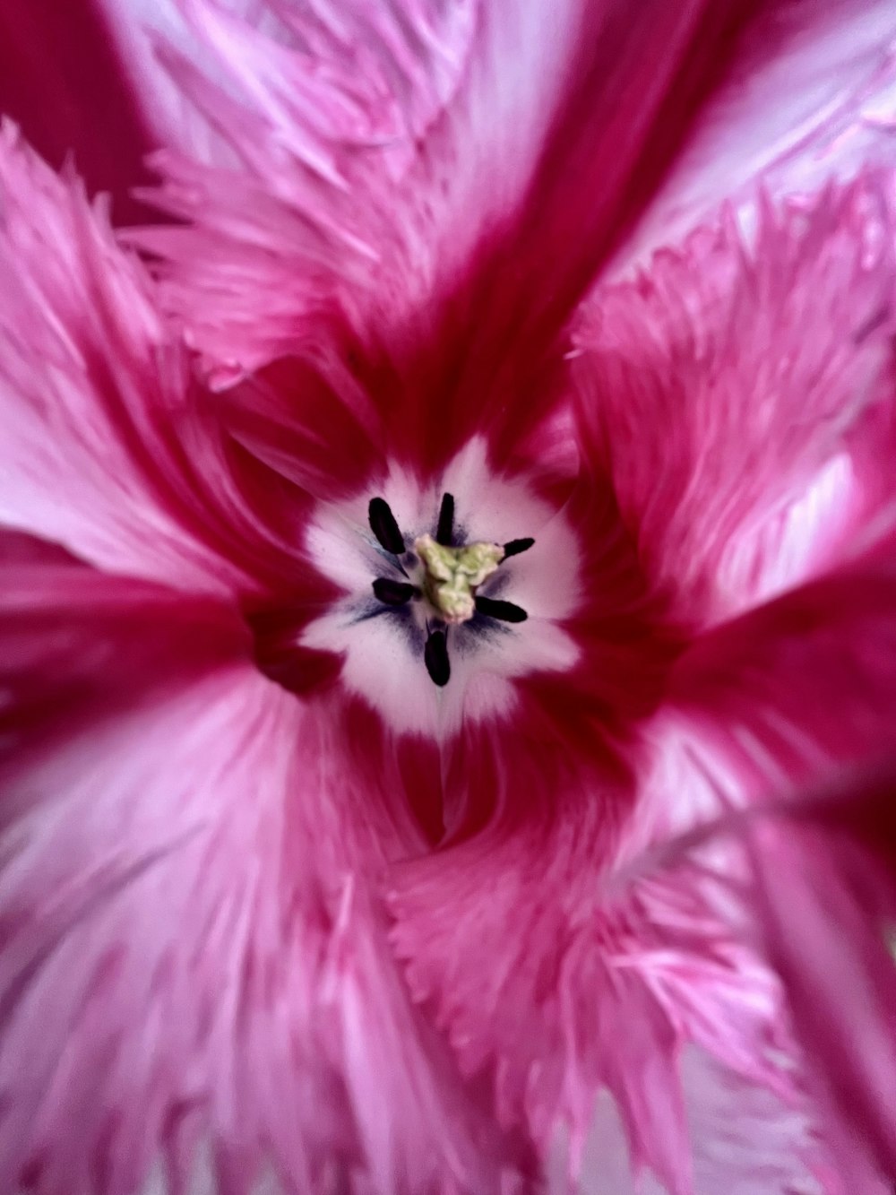 a close up of a pink flower with a white center