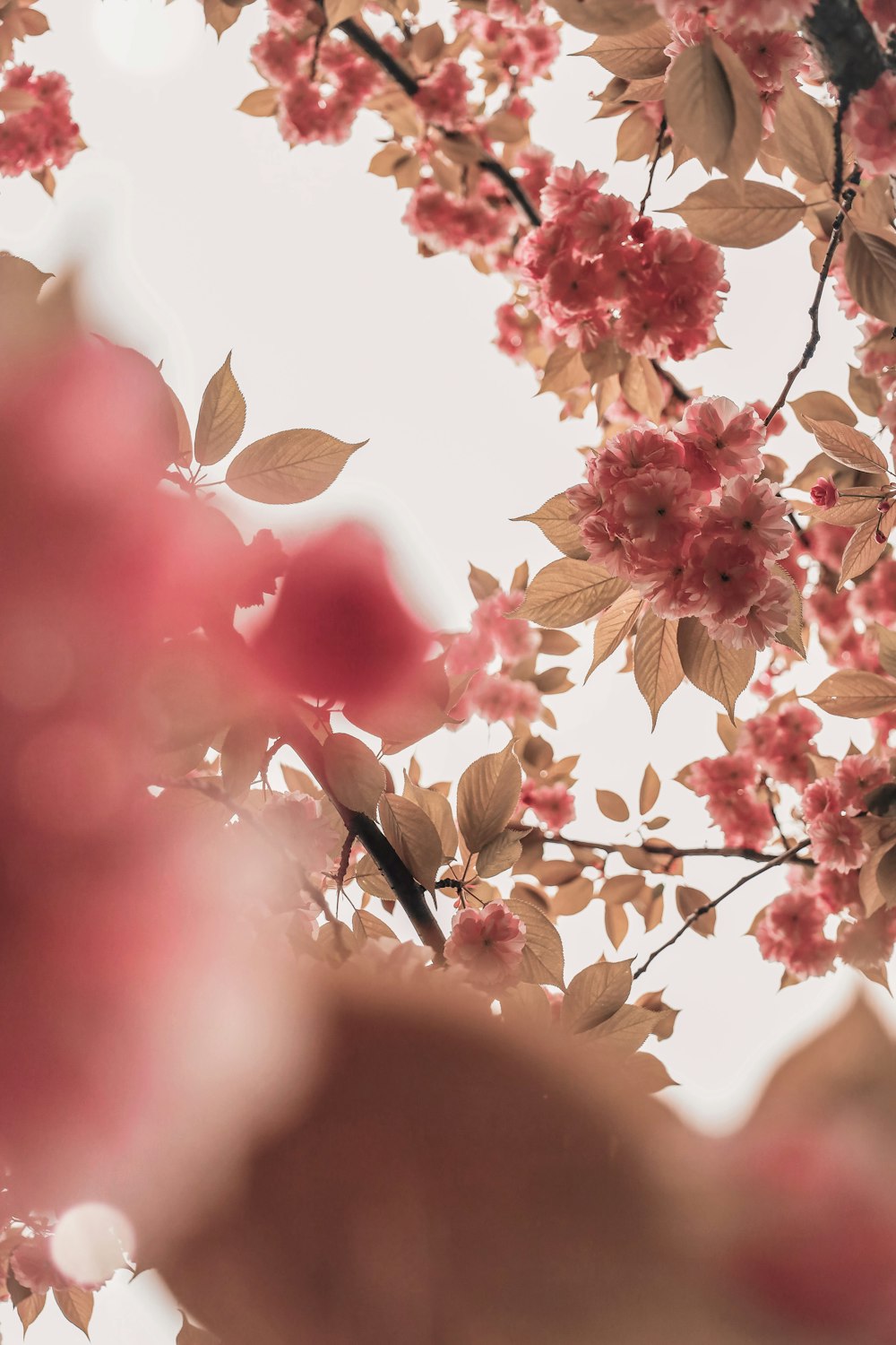 a close up of a tree with pink flowers