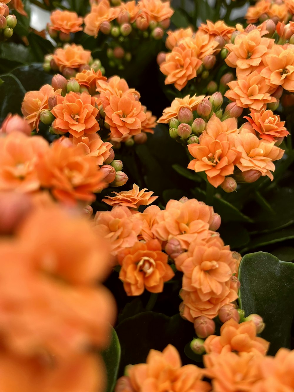 a bunch of orange flowers with green leaves